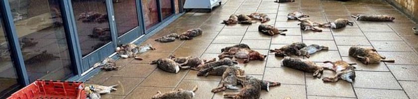 赌博集团残忍猎杀动物 抛尸英国小镇 恐怖场景曝光